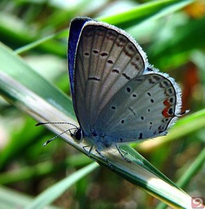 Eastern-Tailed-Blue-Butterfly