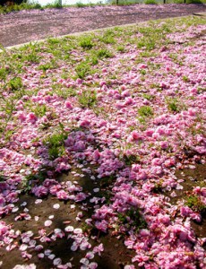 carpet of pink petals