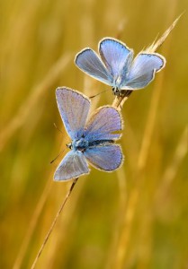 Mavi kelebekler